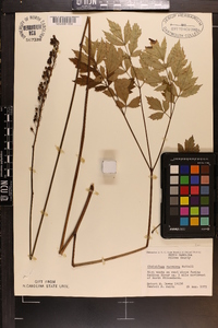 Actaea racemosa image