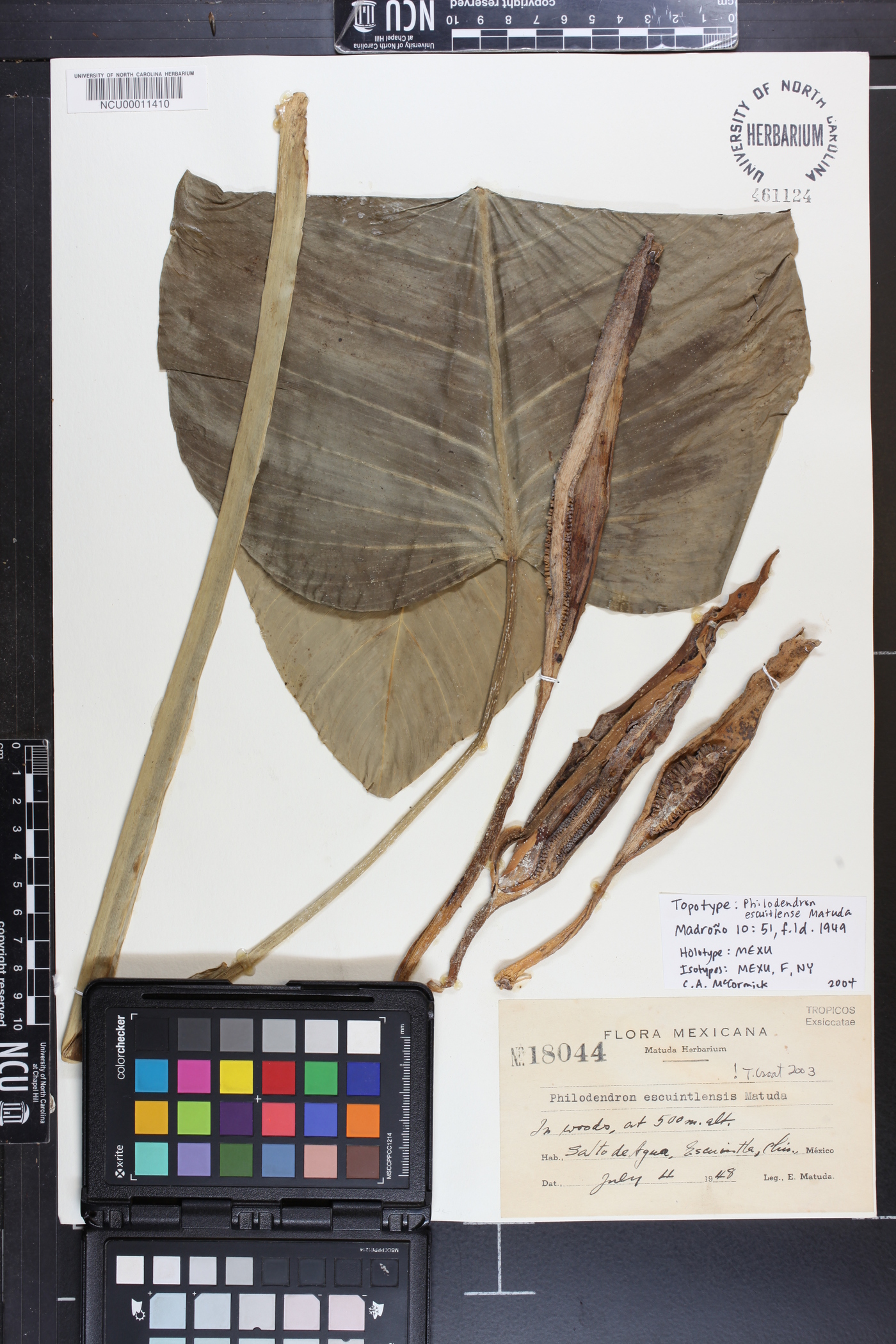 Philodendron escuintlense image