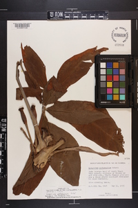 Syngonium podophyllum image