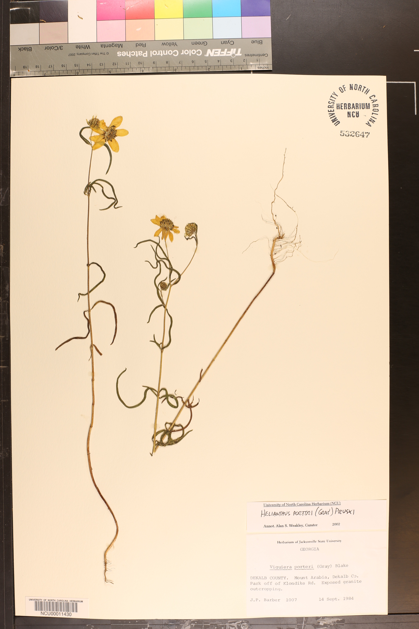 Helianthus porteri image