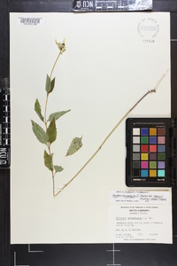 Heliopsis gracilis image