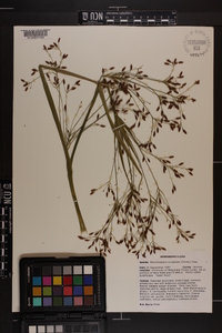 Rhynchospora scirpoides image