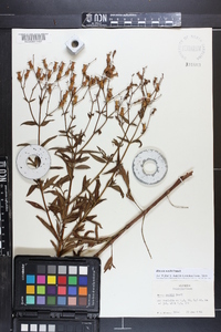 Rhexia nashii image