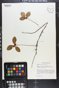 Gaultheria procumbens image