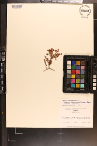 Hypericum suffruticosum image