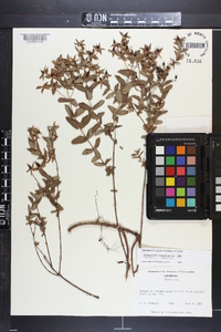 Hypericum myrtifolium image