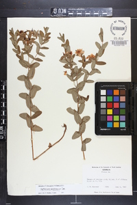 Hypericum myrtifolium image