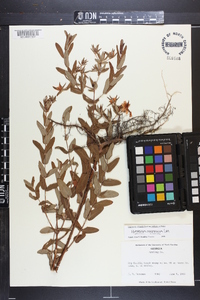 Hypericum myrtifolium image