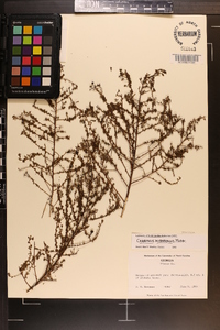 Ceanothus microphyllus image