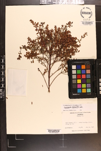 Vaccinium myrsinites image