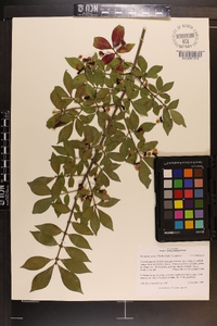 Euonymus alatus image