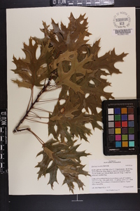 Quercus coccinea image