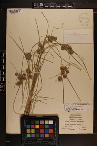 Cyperus acuminatus image