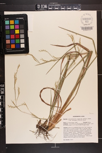 Schizachyrium scoparium var. divergens image