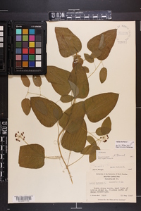 Smilax herbacea image