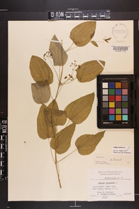 Smilax herbacea image