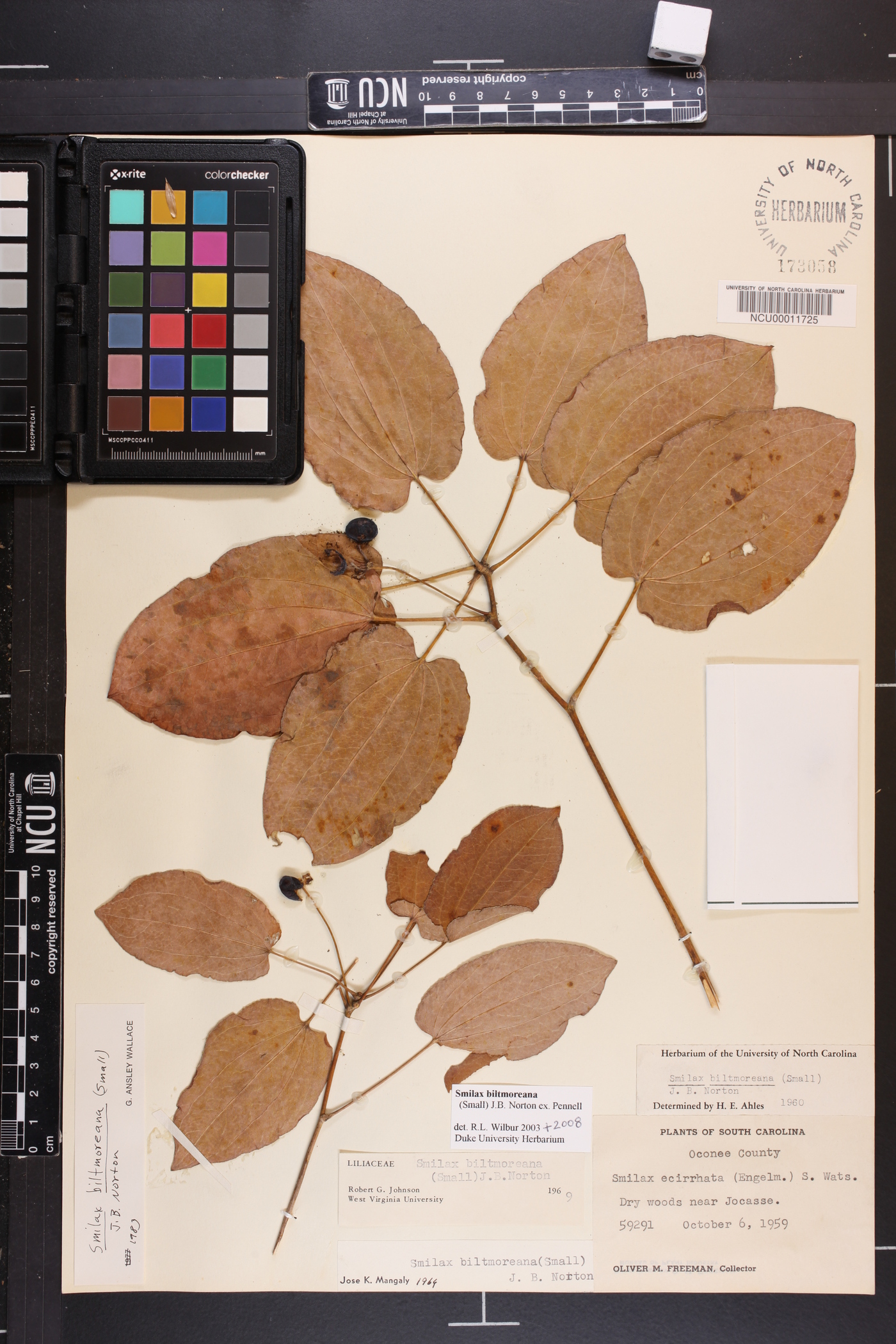Smilax biltmoreana image