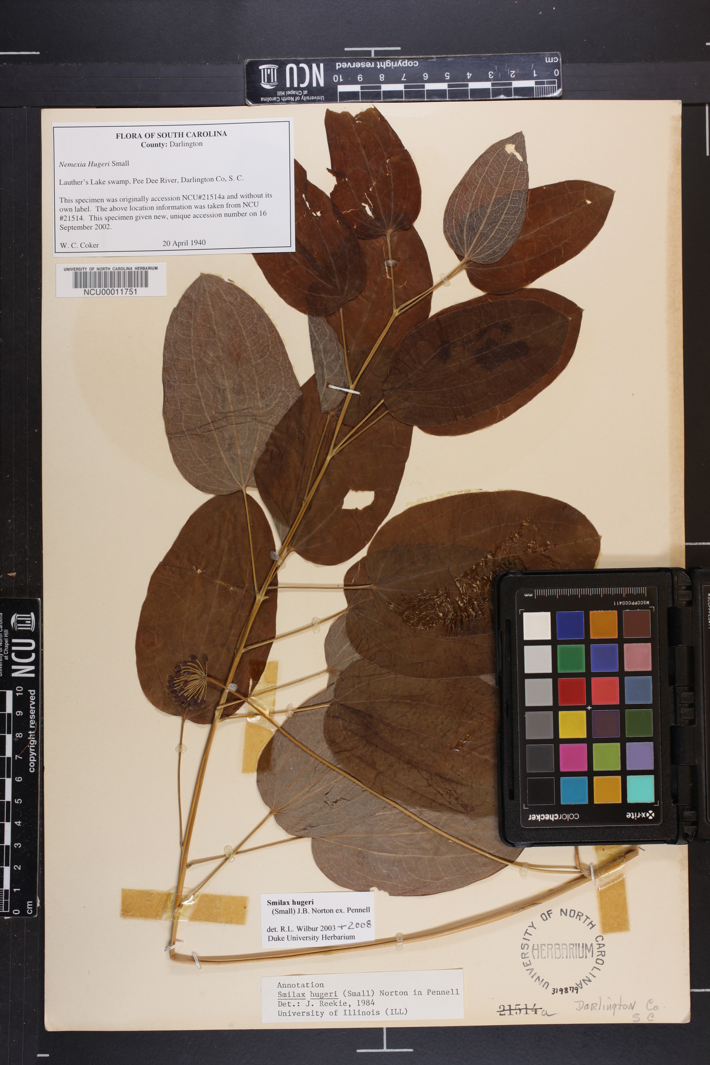 Smilax hugeri image