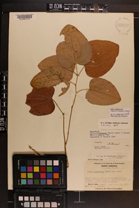 Smilax biltmoreana image