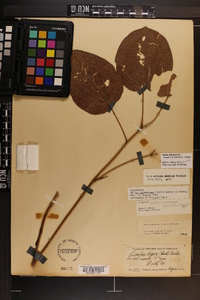 Smilax biltmoreana image