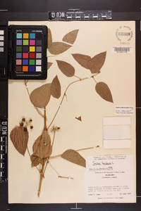 Smilax herbacea image