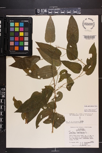 Smilax pulverulenta image