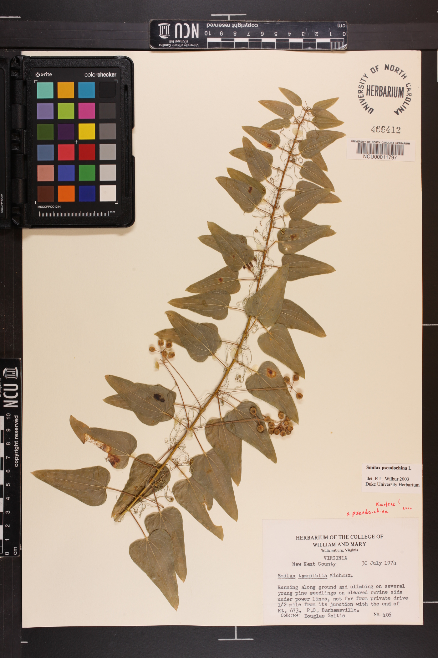 Smilax pseudochina image