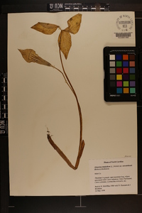 Arisaema triphyllum subsp. stewardsonii image