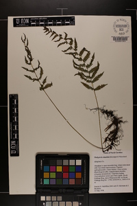 Thelypteris simulata image