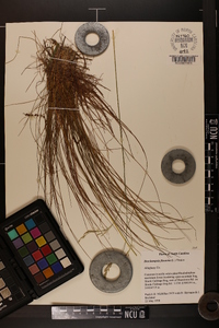 Deschampsia flexuosa image