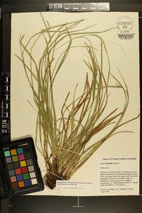 Carex basiantha image