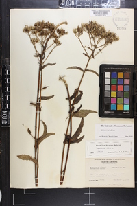 Eupatorium album image