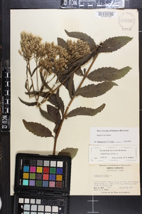 Eupatorium album image