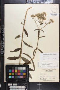 Eupatorium album image