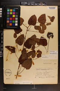 Smilax herbacea image