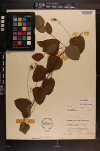 Smilax herbacea image