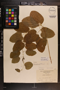 Smilax herbacea image