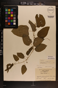 Smilax herbacea image