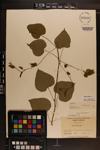 Smilax herbacea image