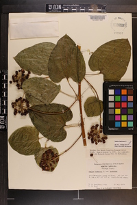 Smilax herbacea image