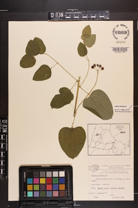 Smilax herbacea image