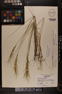 Aristida spiciformis image