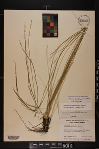 Aristida beyrichiana image