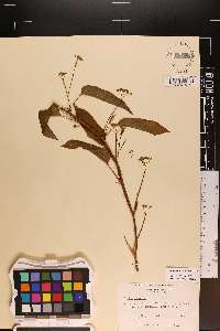 Smilax pulverulenta image