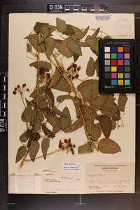 Smilax herbacea image