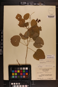 Smilax herbacea image