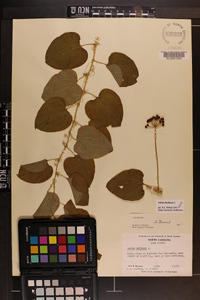 Smilax herbacea image