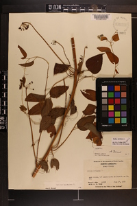 Smilax herbacea image