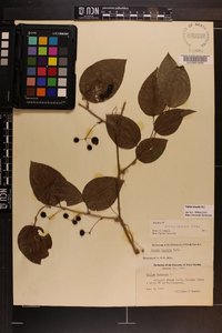 Smilax tamnoides image