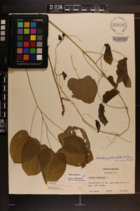 Smilax herbacea image